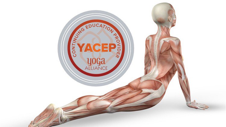 Yoga Anatomy & Physiology Certificate – Yoga Alliance YACEP