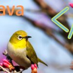 Java Programming and Spring Boot Microservices