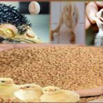 poultry farming nutrition and clinical nutrition stepby step