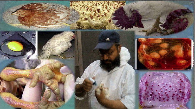 poultry farming viral diseases threaten poultry industry