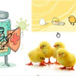 poultry farming vaccines and vaccinations