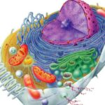 Cell structure