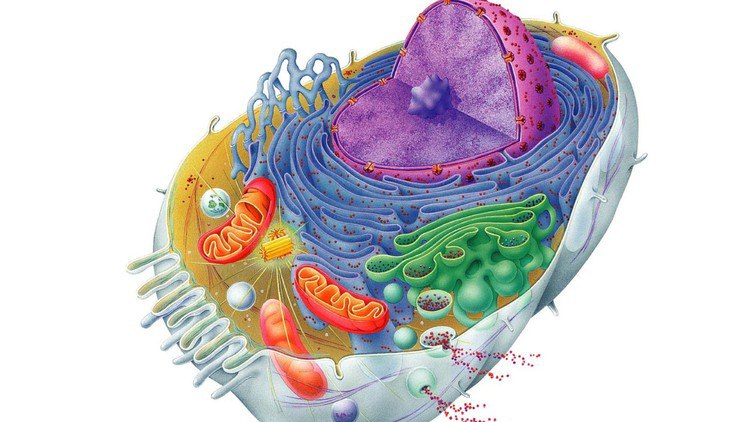 Cell structure