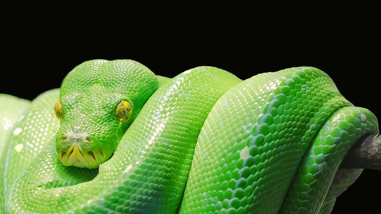 Python Development Essentials