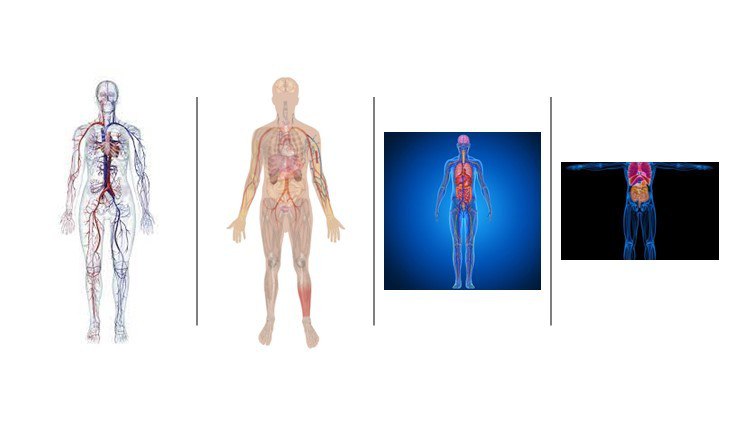 Certificate in Human Circulatory System