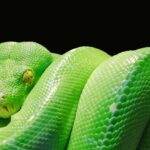 Python Development Essentials